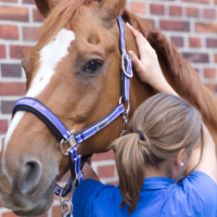 Manuelle Physiotherapie